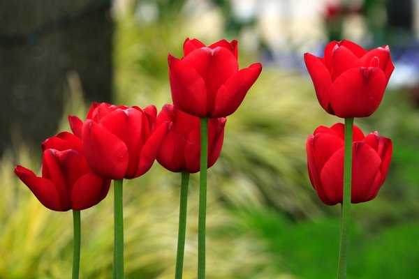Techniques professionnelles pour un fleurissement de jardin parfait